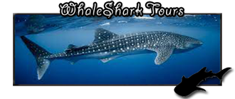 Whale Shark tours in La Paz BCS Mexico