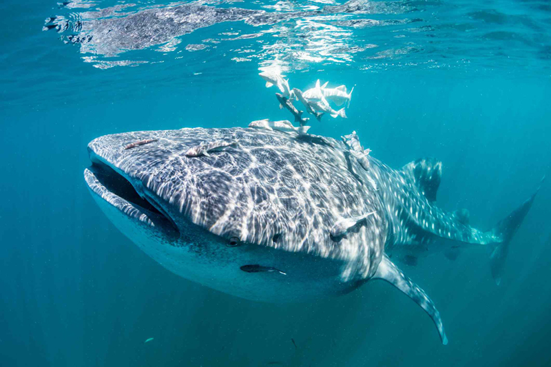 Whaleshark