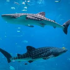 whale shark tours in La Paz Baja Mexico