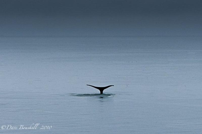 whale watching in in La Paz bay